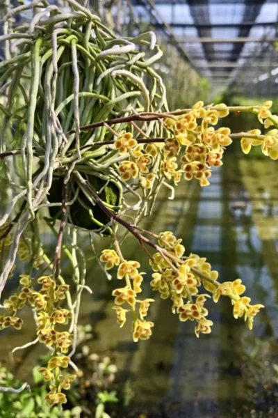 Chiloschista Hybrid lunifera x parishii