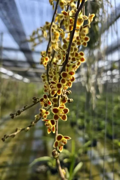 Chiloschista Hybrid lunifera x parishii