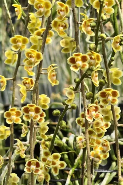 Chiloschista Hybrid lunifera x parishii