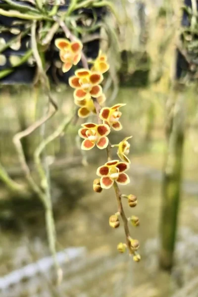 Chiloschista Hybrid lunifera x parishii