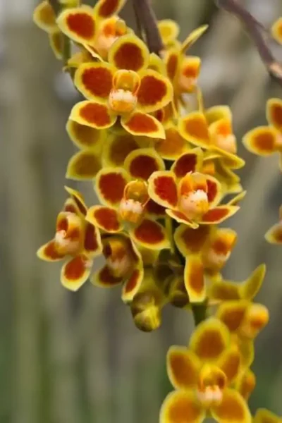 Chiloschista Hybrid lunifera x parishii