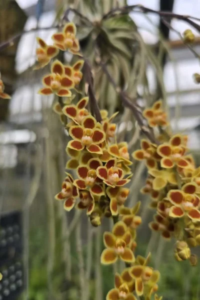 Chiloschista Hybrid lunifera x parishii