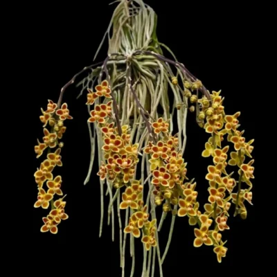 Chiloschista Hybrid lunifera x parishii