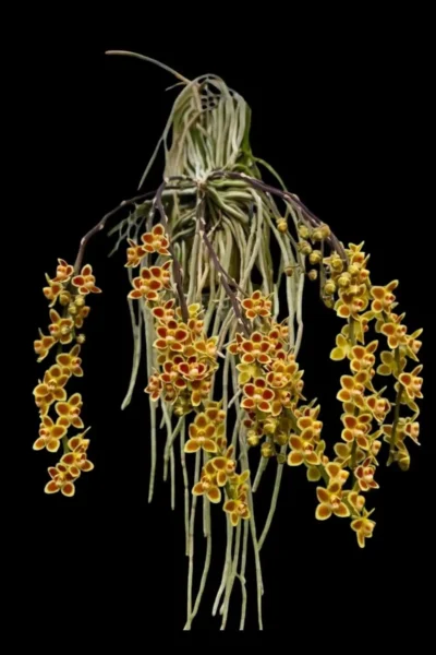 Chiloschista Hybrid lunifera x parishii