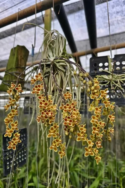 Chiloschista Hybrid lunifera x parishii