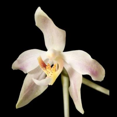 Paraphalaenopsis laycockii