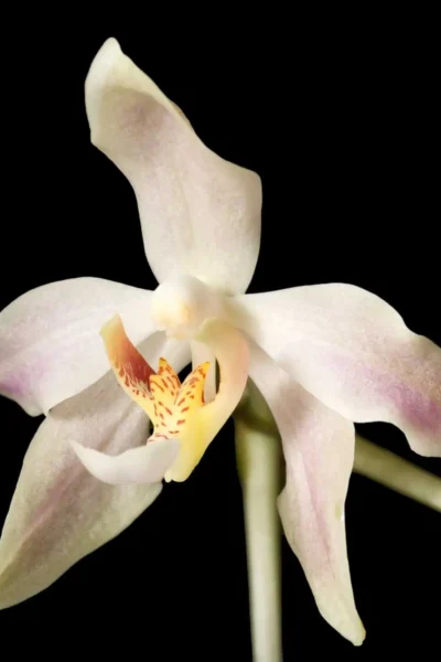 paraphalaenopsis laycockii