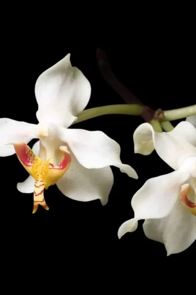 Paraphalaenopsis serpentilingua