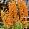 Vanda miniata – Buy Online | Sib Orchid Vanda miniata