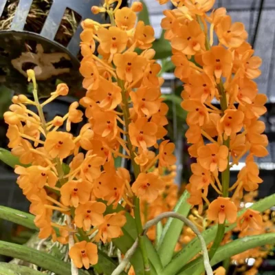 Vanda miniata