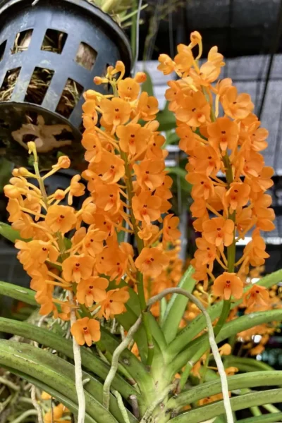 Vanda miniata