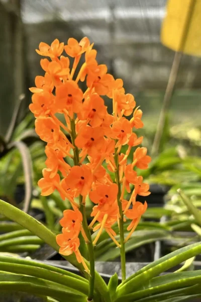 Vanda miniata