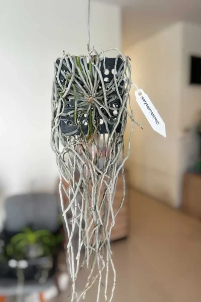 Chiloschista Hybrid lunifera x parishii