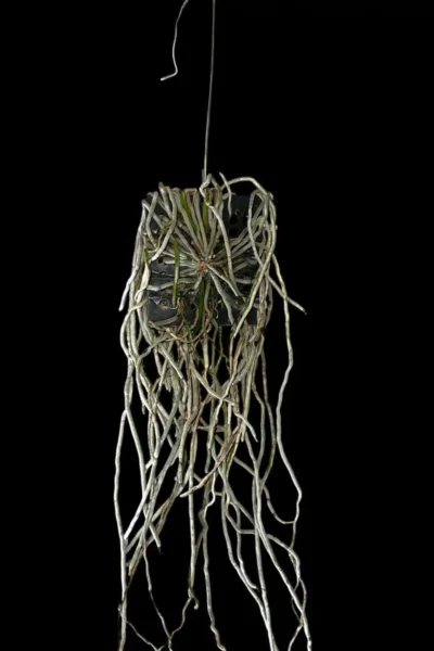 Chiloschista Hybrid lunifera x parishii