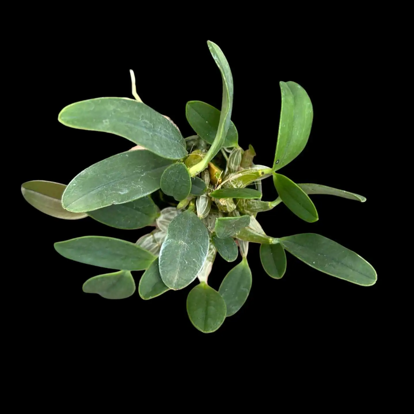 Dendrobium lindleyi (Medium Size) – Buy Online | Sib Orchid Dendrobium lindleyi