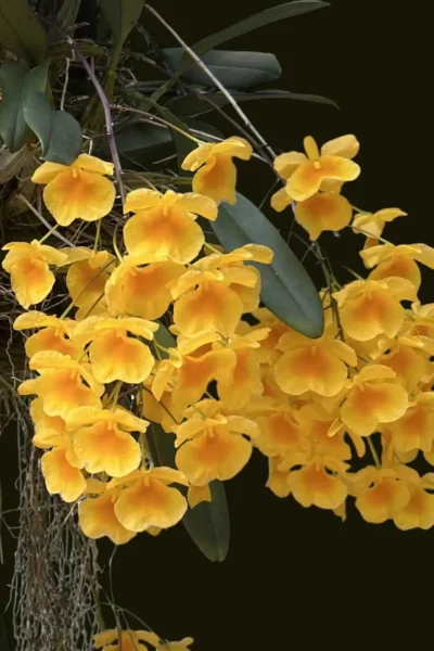 Dendrobium lindleyi