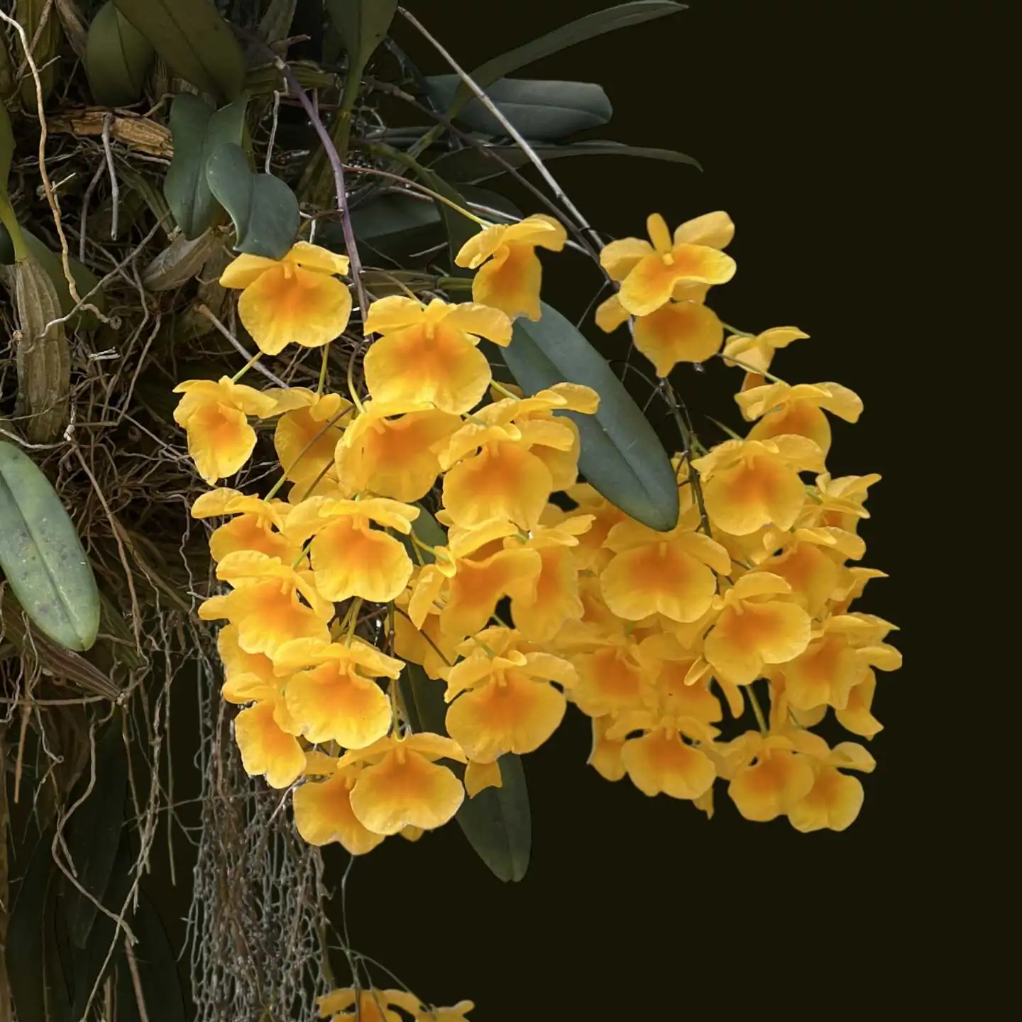 Dendrobium lindleyi (Medium Size) – Buy Online | Sib Orchid Dendrobium lindleyi