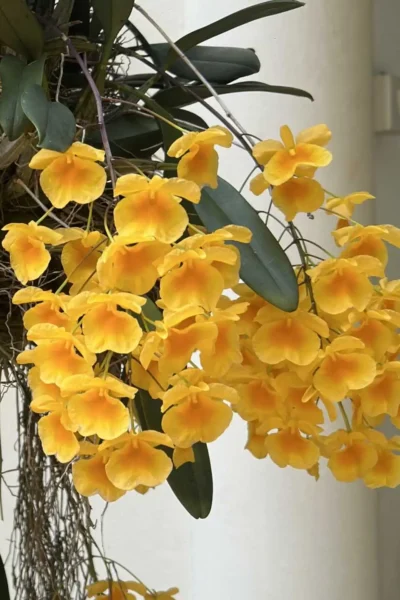 Dendrobium lindleyi