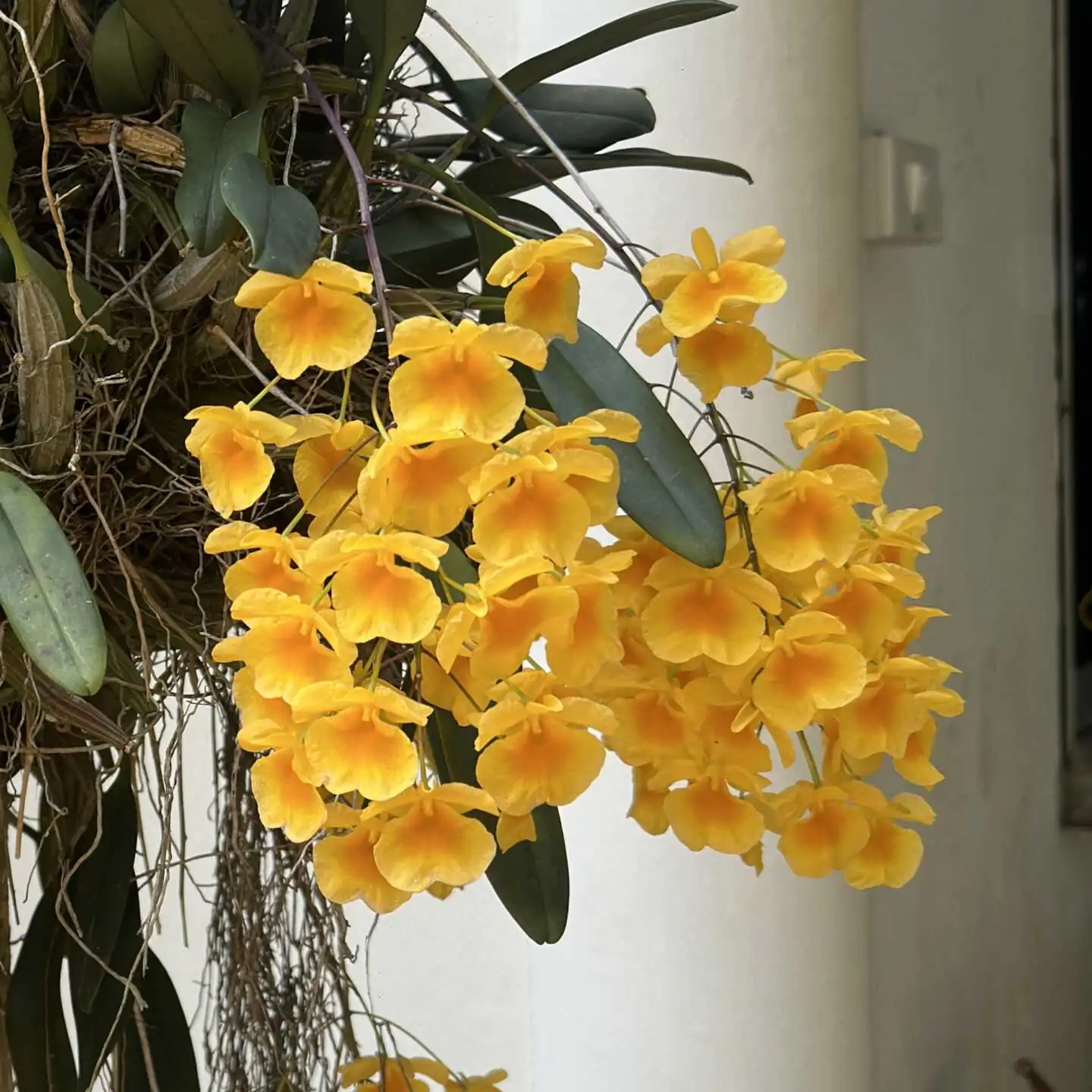 Dendrobium lindleyi (Medium Size) – Buy Online | Sib Orchid Dendrobium lindleyi