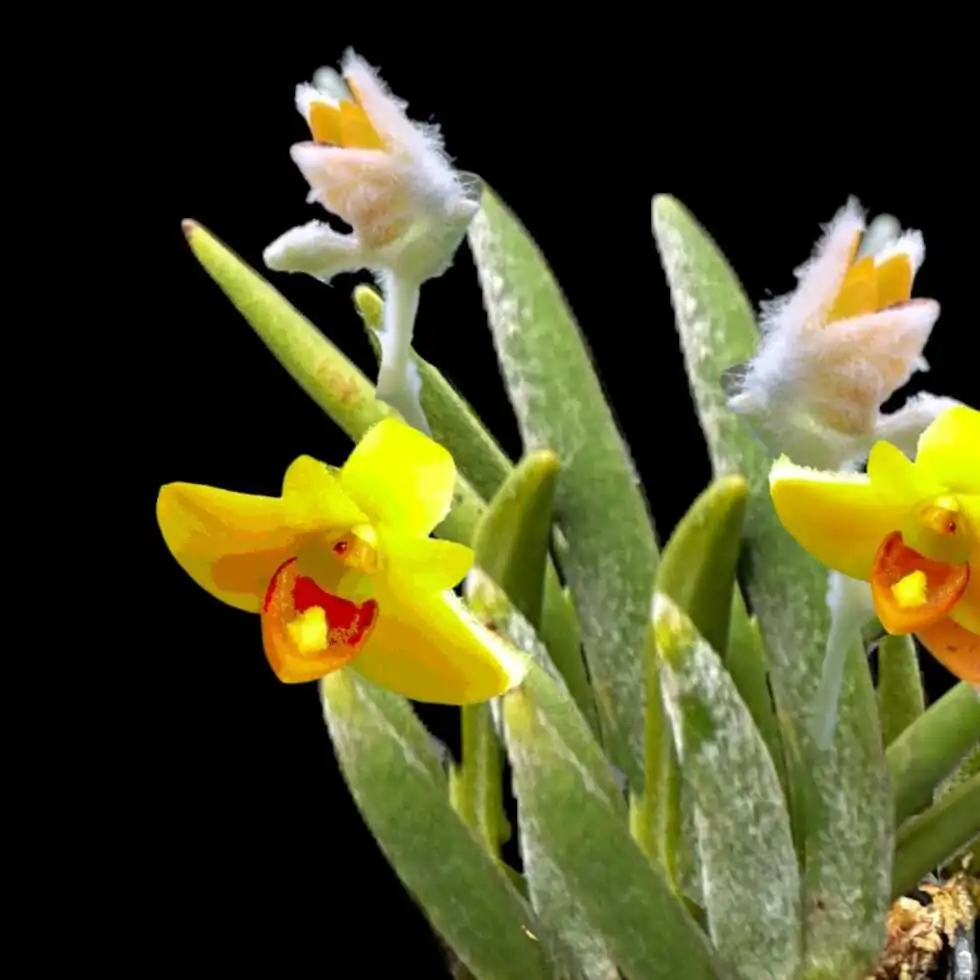 Eria pannea – Buy Online | Sib Orchid Eria pannea