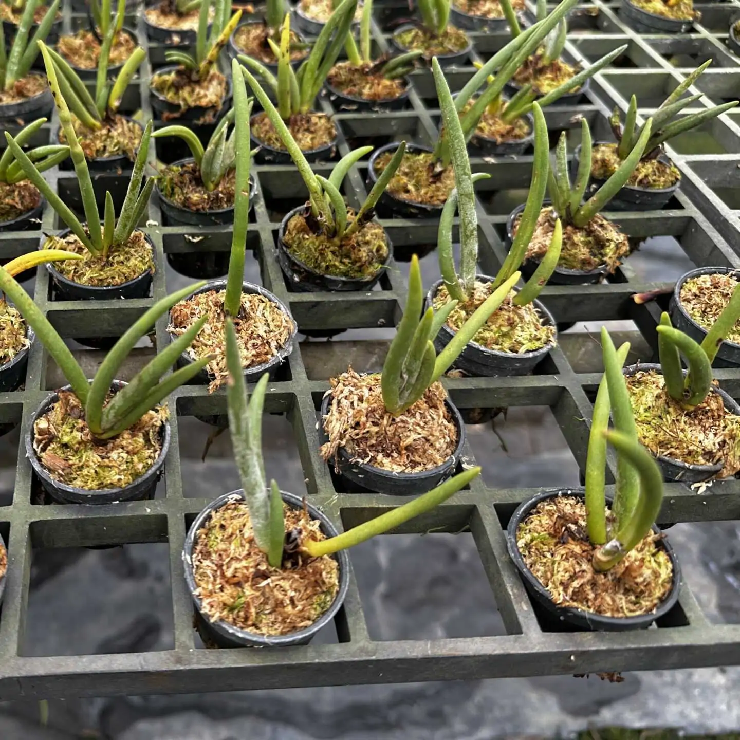 Eria pannea – Buy Online | Sib Orchid Eria pannea