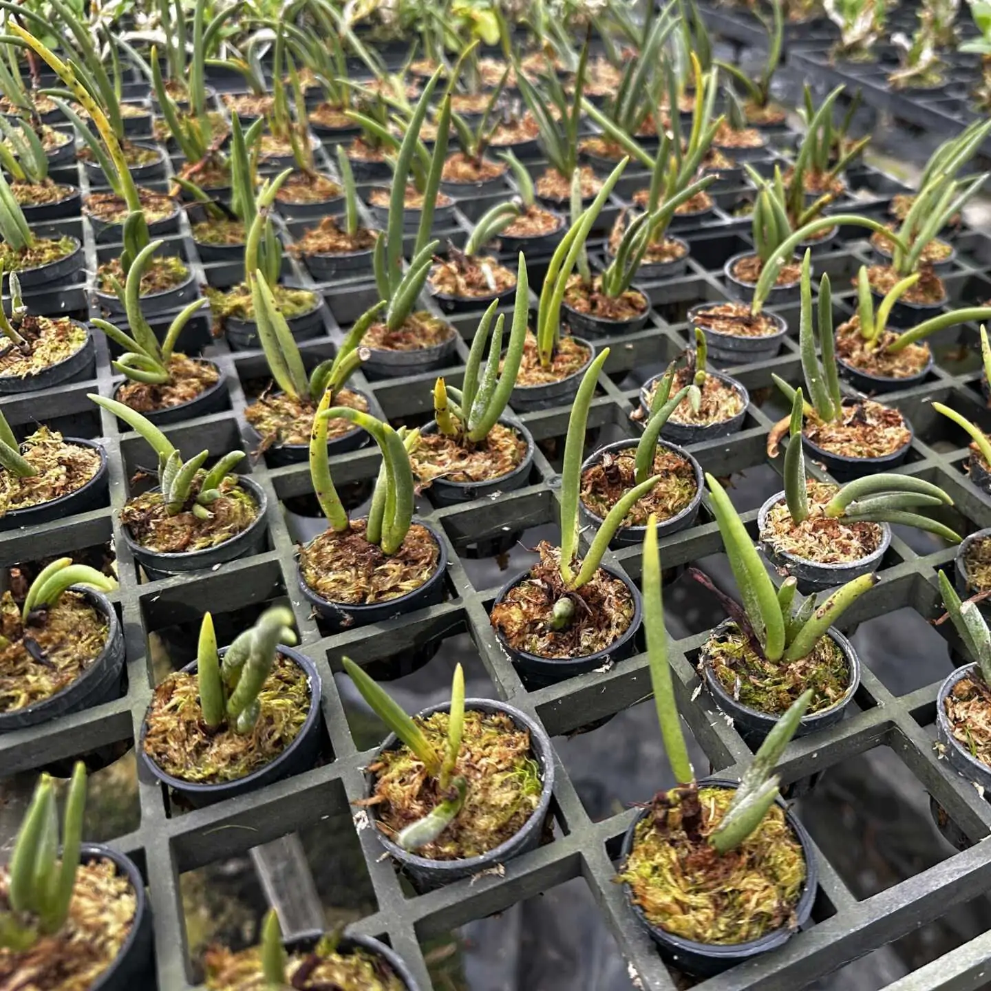 Eria pannea – Buy Online | Sib Orchid Eria pannea