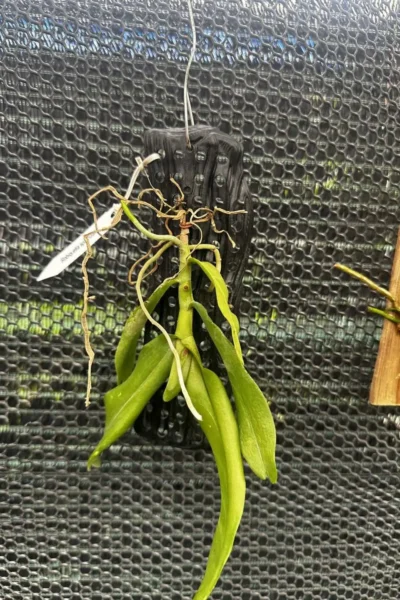 Robiquetia Spathulata