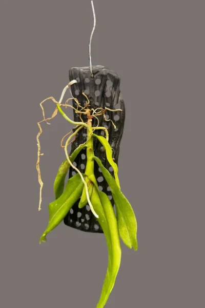 Robiquetia Spathulata