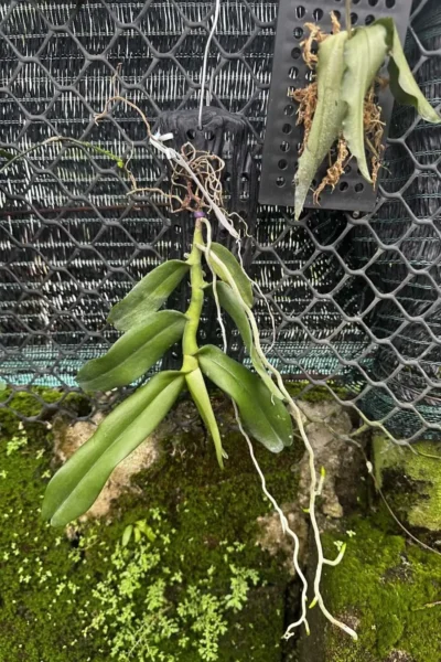 Robiquetia Spathulata