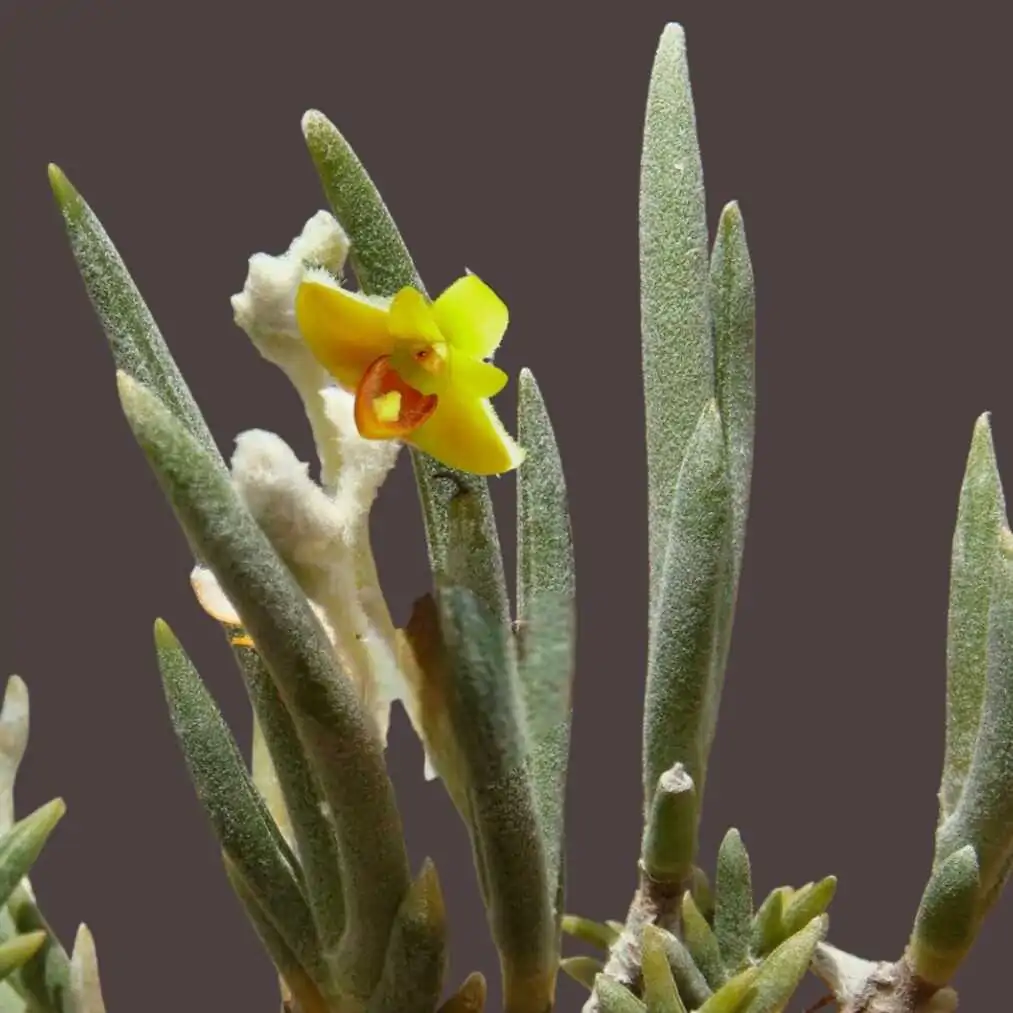 Eria pannea – Buy Online | Sib Orchid Eria pannea