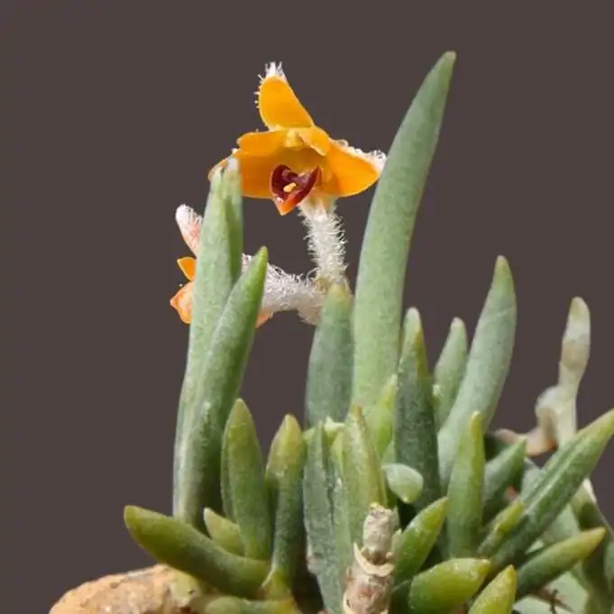 Eria pannea – Buy Online | Sib Orchid Eria pannea