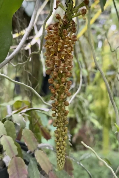 Robiquetia spathulata