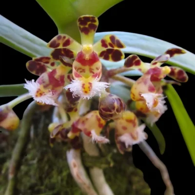 Gastrochilus bellinus