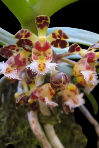 Gastrochilus bellinus