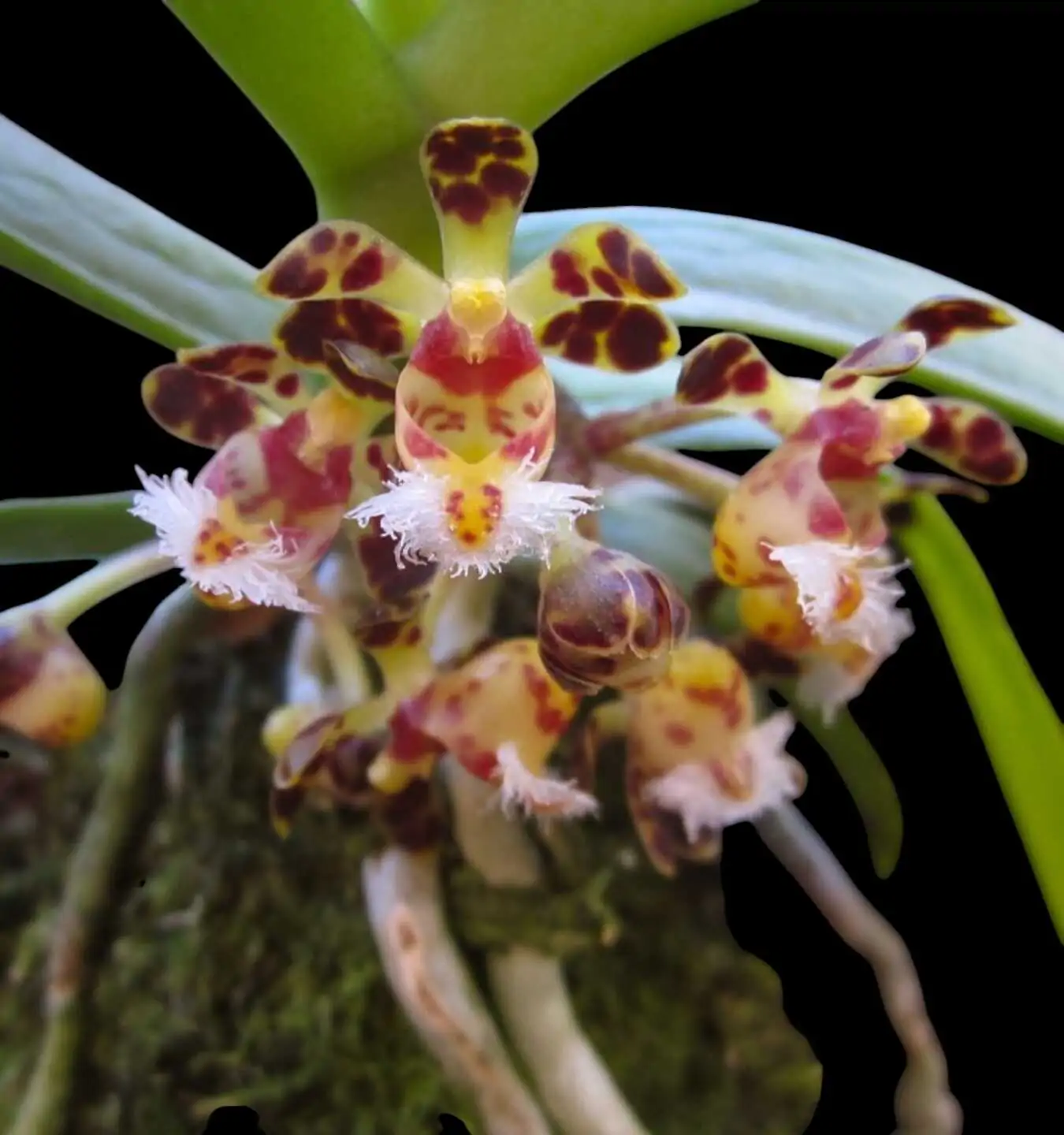 Gastrochilus bellinus – Buy Online | Sib Orchid Gastrochilus bellinus