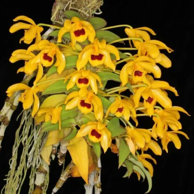 Dendrobium ochreatum
