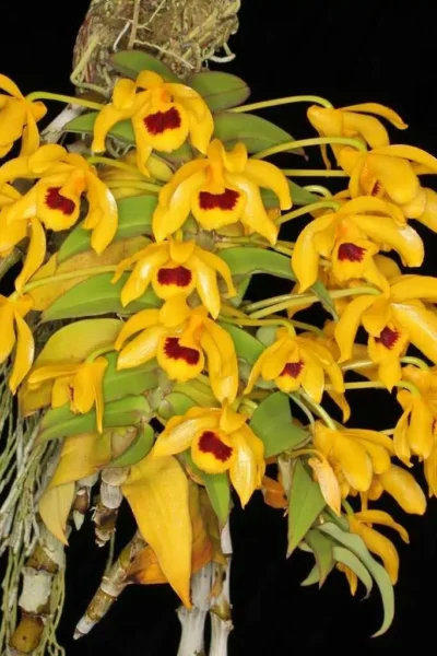 Dendrobium ochreatum