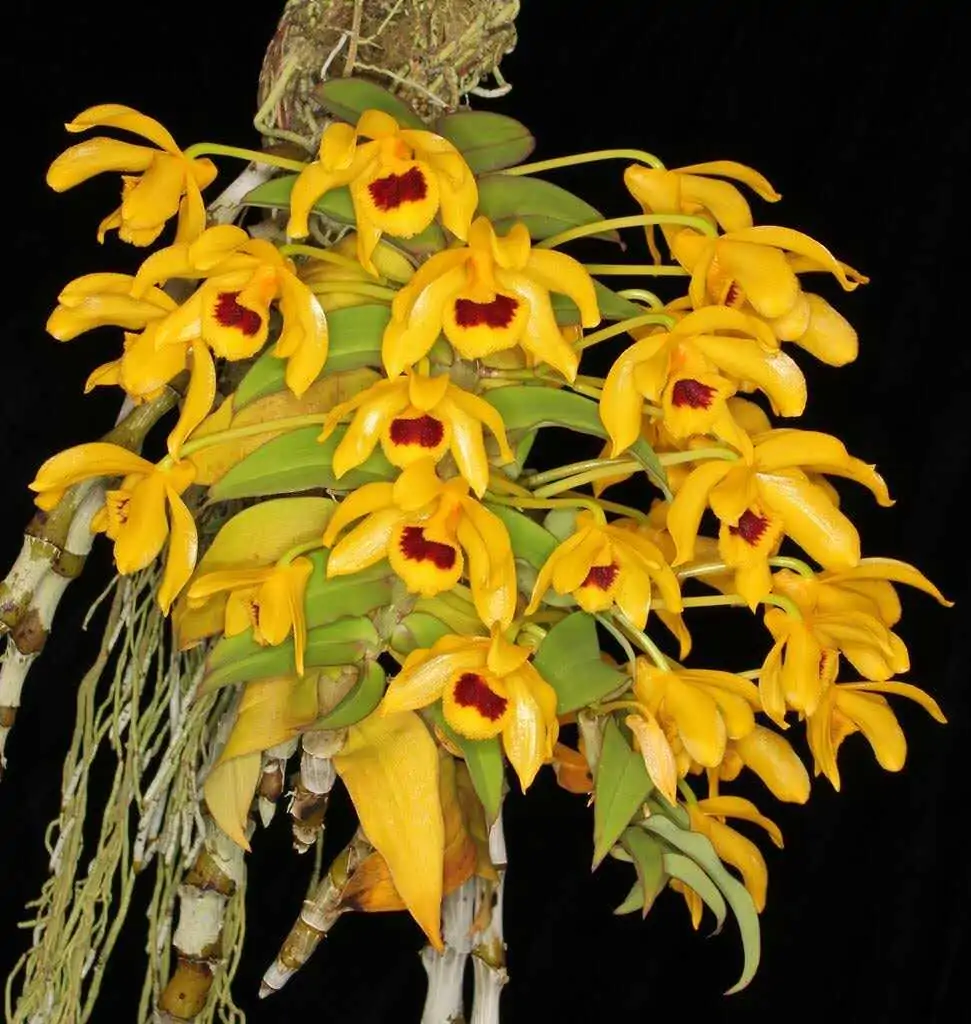 Dendrobium ochreatum – Buy Online | Sib Orchid Dendrobium ochreatum