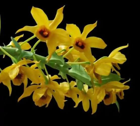 Dendrobium ochreatum – Buy Online | Sib Orchid Dendrobium ochreatum - Image 2