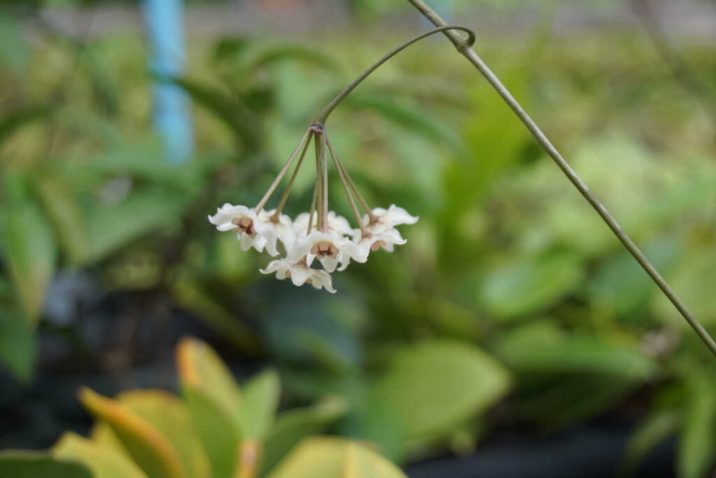 Why Hoya Are the Perfect Houseplants for Busy People orchid plant for sale