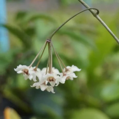 Why Hoya Are the Perfect Houseplants for Busy People