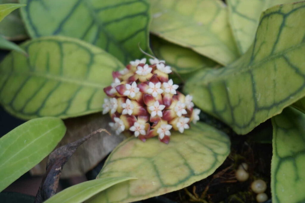 Why Hoya Are the Perfect Houseplants for Busy People orchid plant for sale