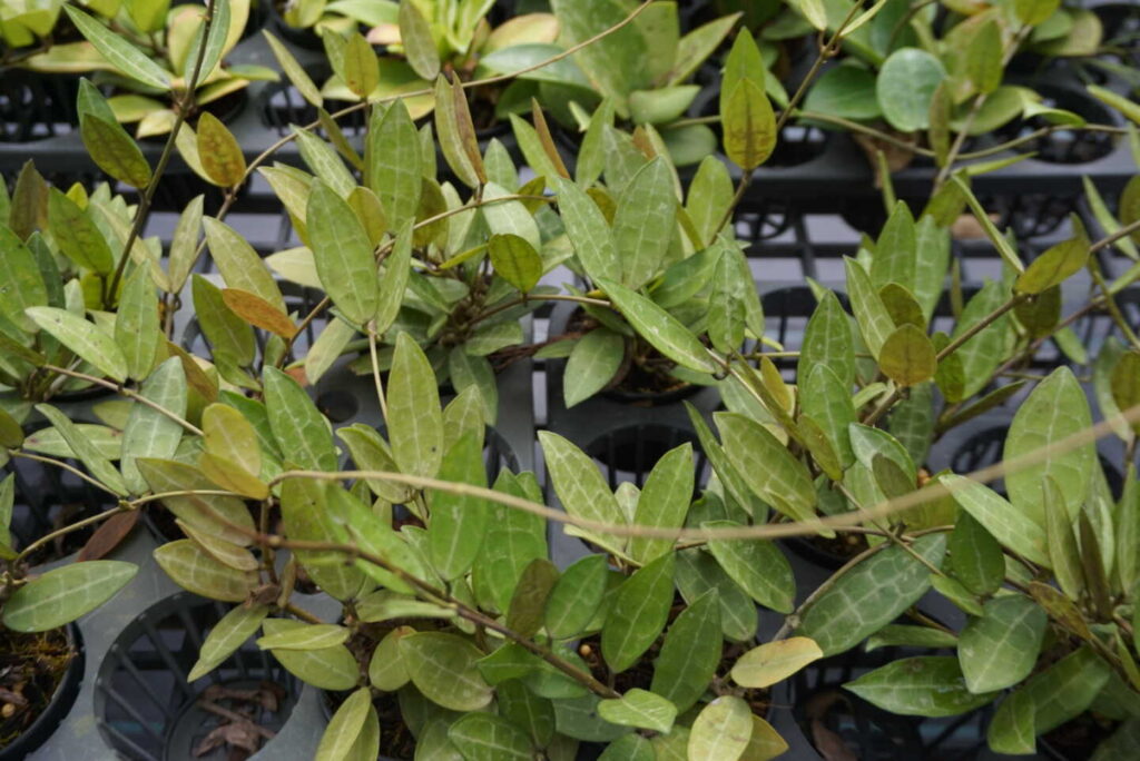 Why Hoya Are the Perfect Houseplants for Busy People orchid plant for sale