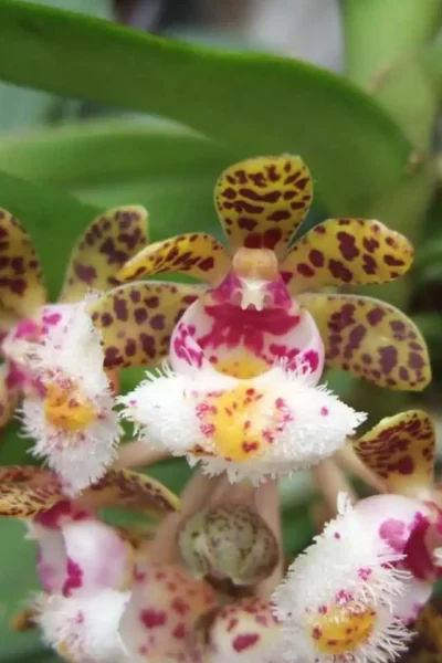 Gastrochilus bellinus