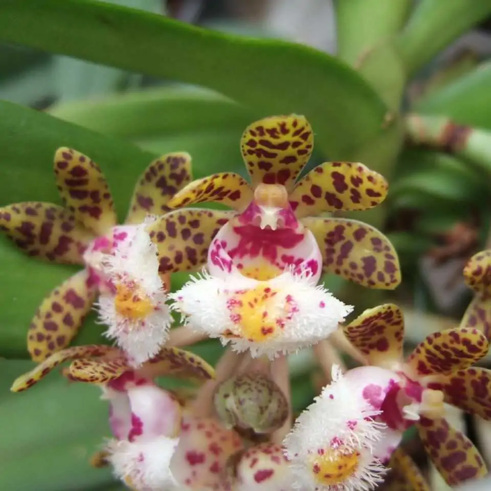 Gastrochilus bellinus – Buy Online | Sib Orchid Gastrochilus bellinus