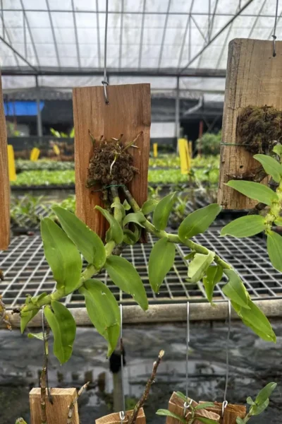 Dendrobium ochreatum