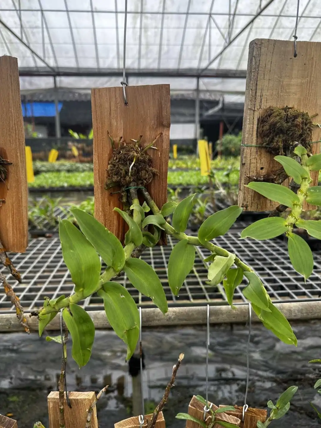 Dendrobium ochreatum – Buy Online | Sib Orchid Dendrobium ochreatum