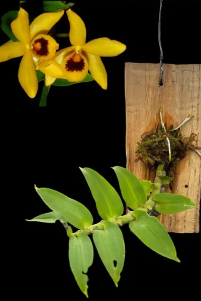 Dendrobium ochreatum
