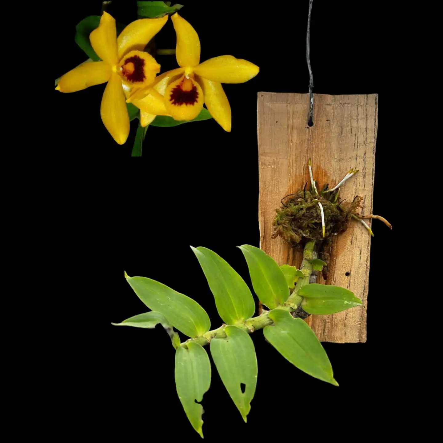 Dendrobium ochreatum – Buy Online | Sib Orchid Dendrobium ochreatum