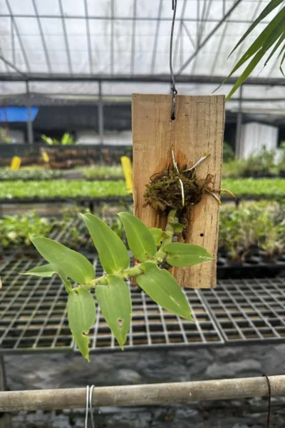 Dendrobium ochreatum